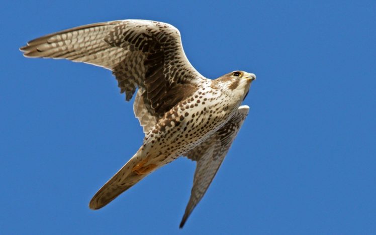 animals, Falcon, Bird HD Wallpaper Desktop Background