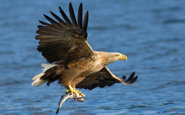 nature, Birds, Prey, Bald, Eagles, Hunting, Sea HD Wallpaper Desktop Background