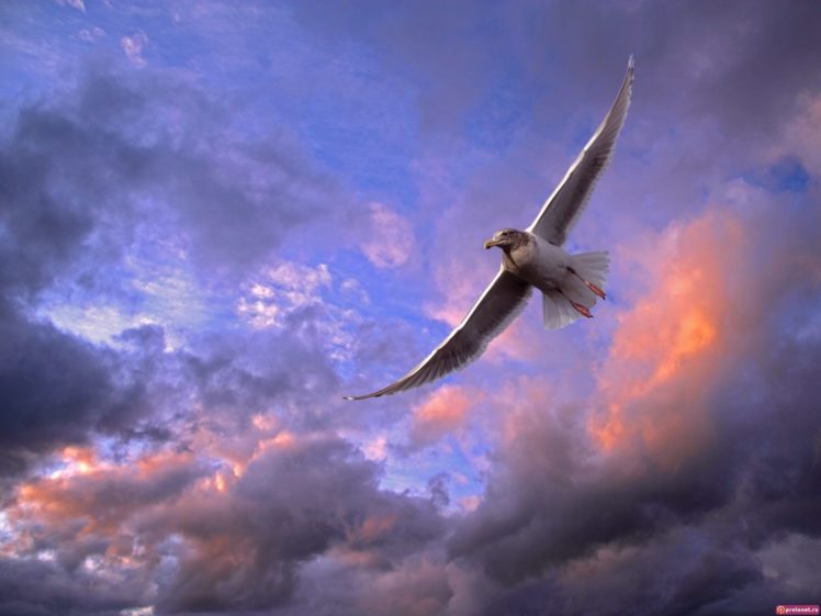 clouds, Birds, Skyscapes HD Wallpaper Desktop Background