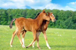 animals, Horses, Babies, Cute