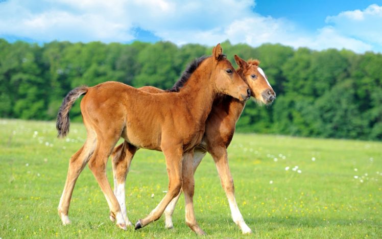 animals, Horses, Babies, Cute HD Wallpaper Desktop Background