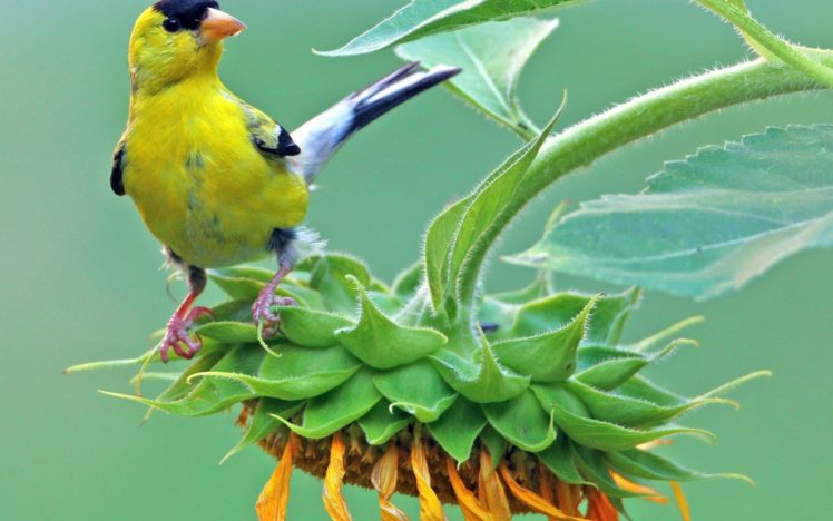 nature, Animals, Birds, Color, Flowers, Leaves, Plants HD Wallpaper Desktop Background