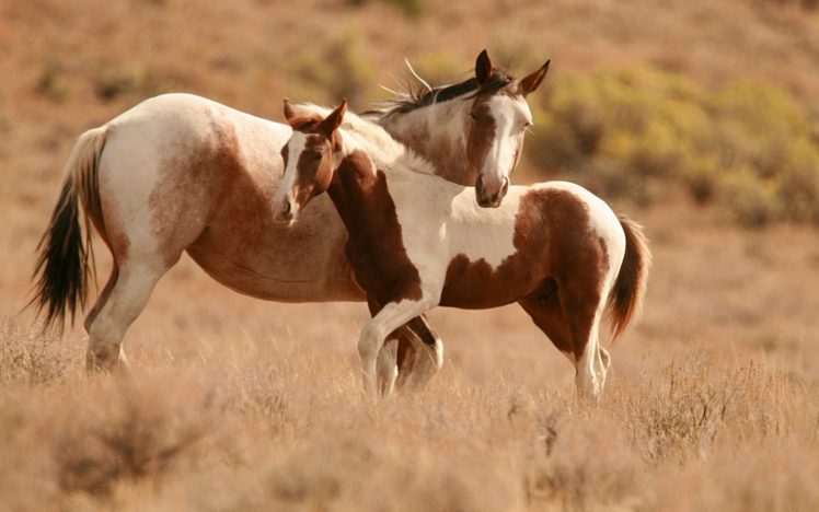 animals, Horses, Babies, Cute, Mother, Landscapes HD Wallpaper Desktop Background