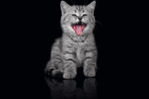 cats, Animals, Tongue, Kittens, Yawns