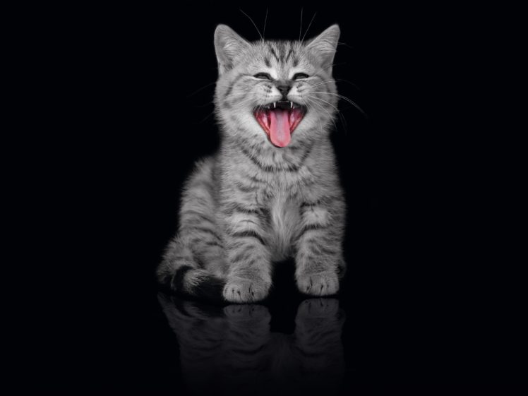 cats, Animals, Tongue, Kittens, Yawns HD Wallpaper Desktop Background