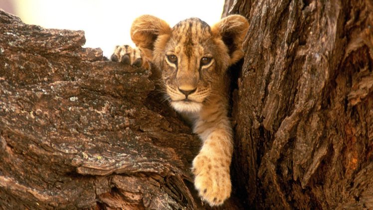 nature, Animals, Wildlife, Lions, Furry, Baby, Animals HD Wallpaper Desktop Background