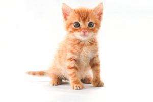cats, Animals, Kittens, Pets, White, Background