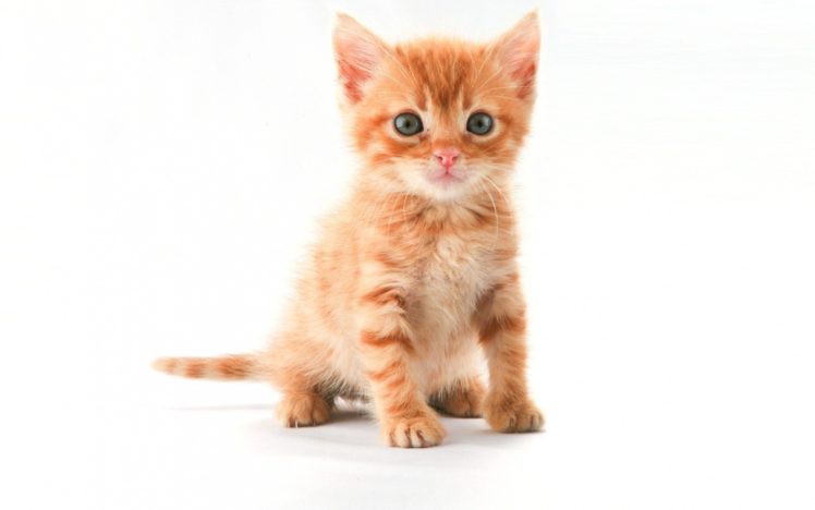 cats, Animals, Kittens, Pets, White, Background HD Wallpaper Desktop Background