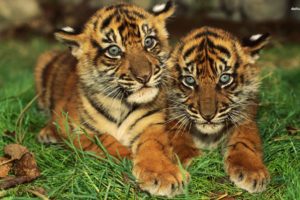 animals, Tigers, Cubs, Bengal, Tigers, Baby, Animals