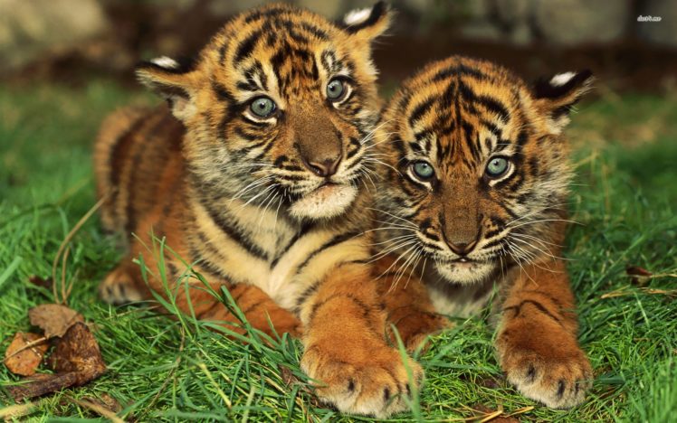 animals, Tigers, Cubs, Bengal, Tigers, Baby, Animals HD Wallpaper Desktop Background