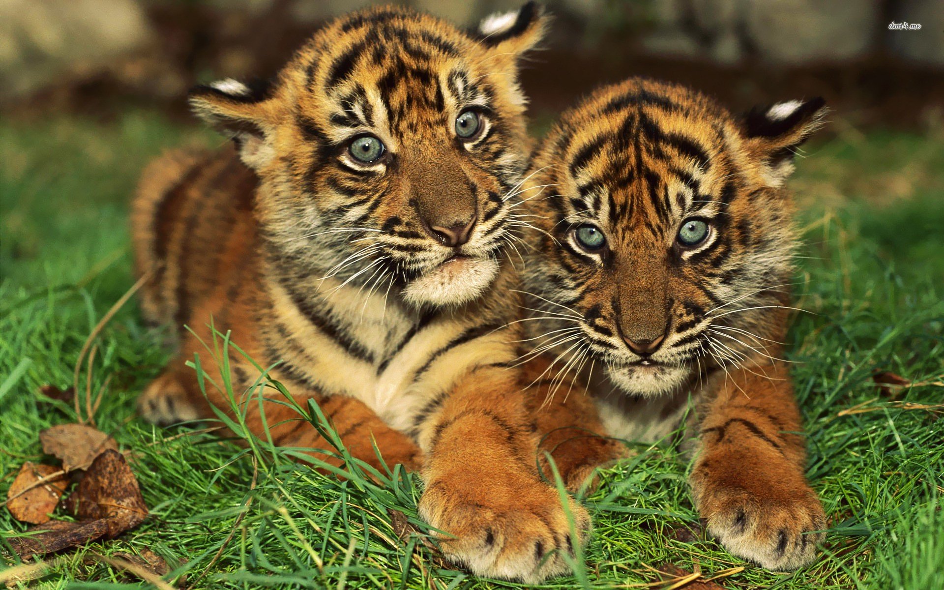 animals, Tigers, Cubs, Bengal, Tigers, Baby, Animals Wallpaper