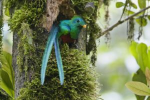 nature, Costa, Rica, Duplicate, Quetzal