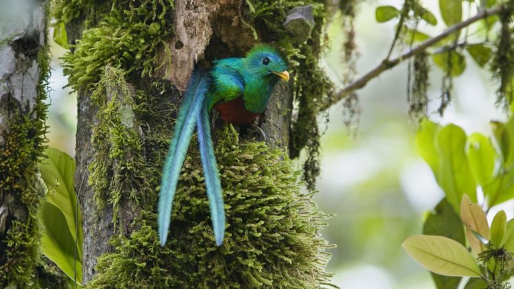 nature, Costa, Rica, Duplicate, Quetzal HD Wallpaper Desktop Background