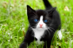 cats, Blue, Eyes, Animals, Grass, Kittens