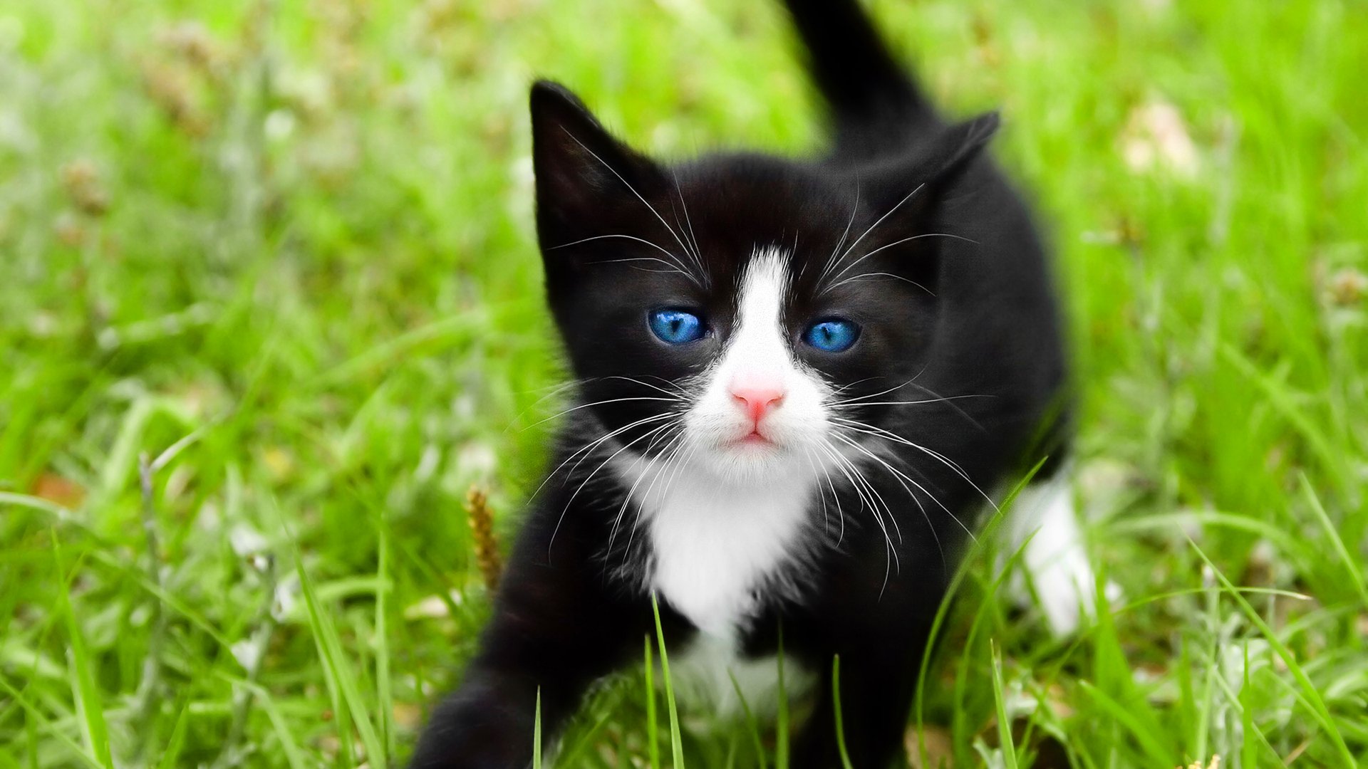 cats, Blue, Eyes, Animals, Grass, Kittens Wallpaper