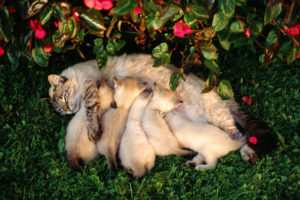 kittens, Babies, Cats, Cute, Mother