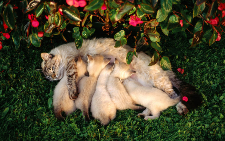 kittens, Babies, Cats, Cute, Mother HD Wallpaper Desktop Background