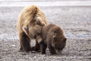 bear, Mother, Baby, Baby, Couple, Family, Kindness, Caring, Motherhood