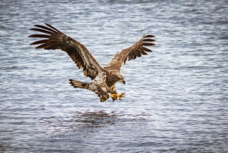 bird, Predator, Flight, Wings, Water, River, Attack, Fishing, Eagle HD Wallpaper Desktop Background