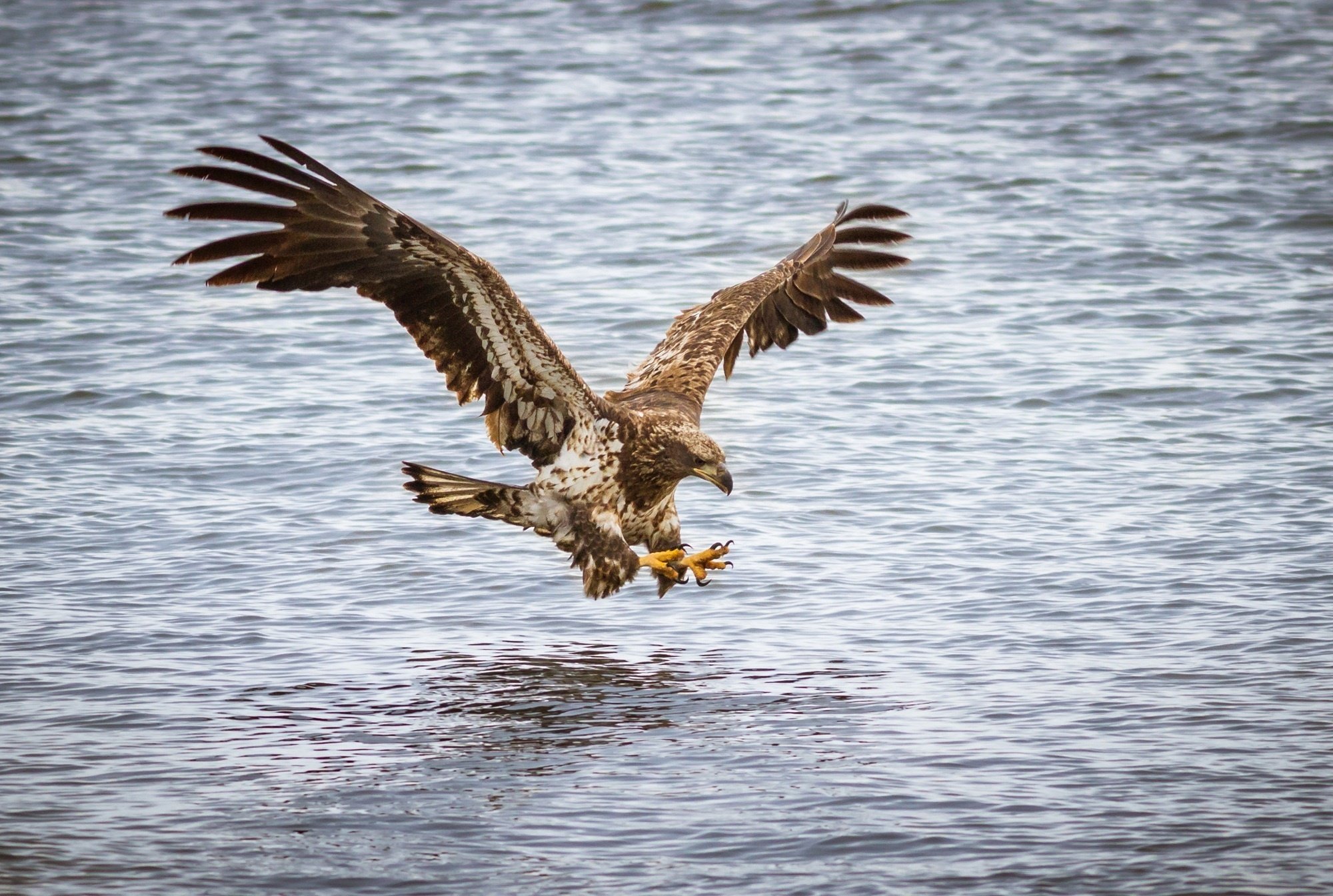 bird, Predator, Flight, Wings, Water, River, Attack, Fishing, Eagle Wallpaper