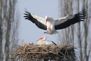 birds, Storks, Nature