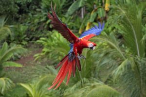 parrots, Tropical, Flight, Color
