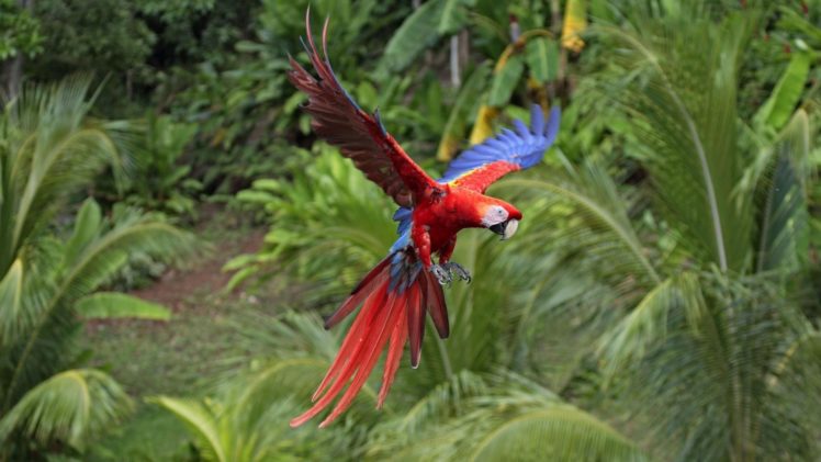 parrots, Tropical, Flight, Color HD Wallpaper Desktop Background