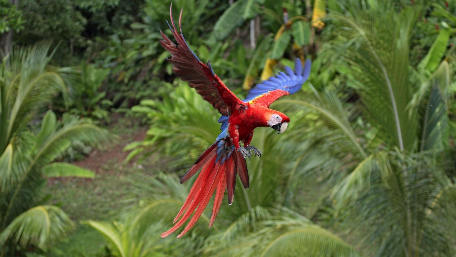 parrots, Tropical, Flight, Color Wallpaper