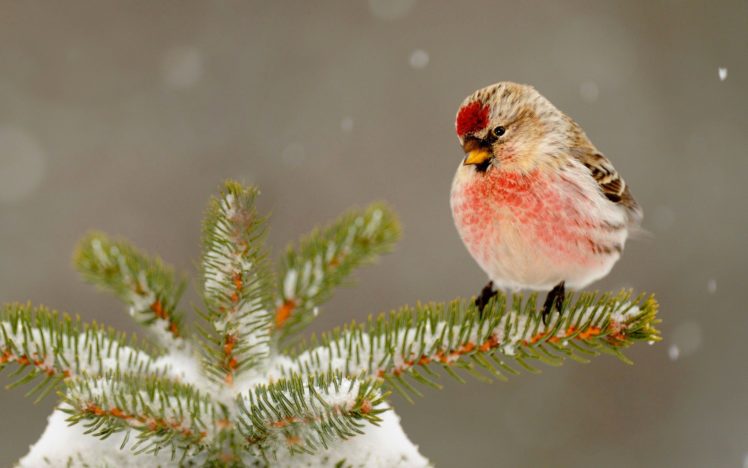 nature, Tree, Needles, Snow, Winter HD Wallpaper Desktop Background