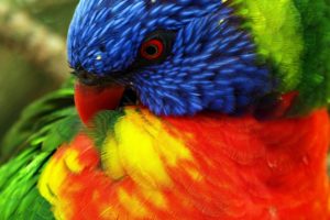 parrots, Color, Eyes, Tropical