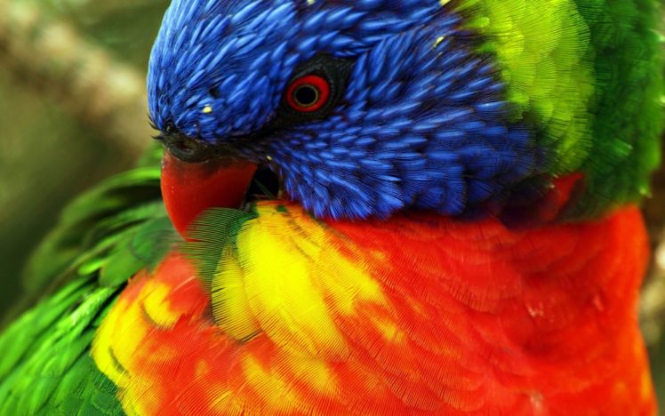 parrots, Color, Eyes, Tropical HD Wallpaper Desktop Background