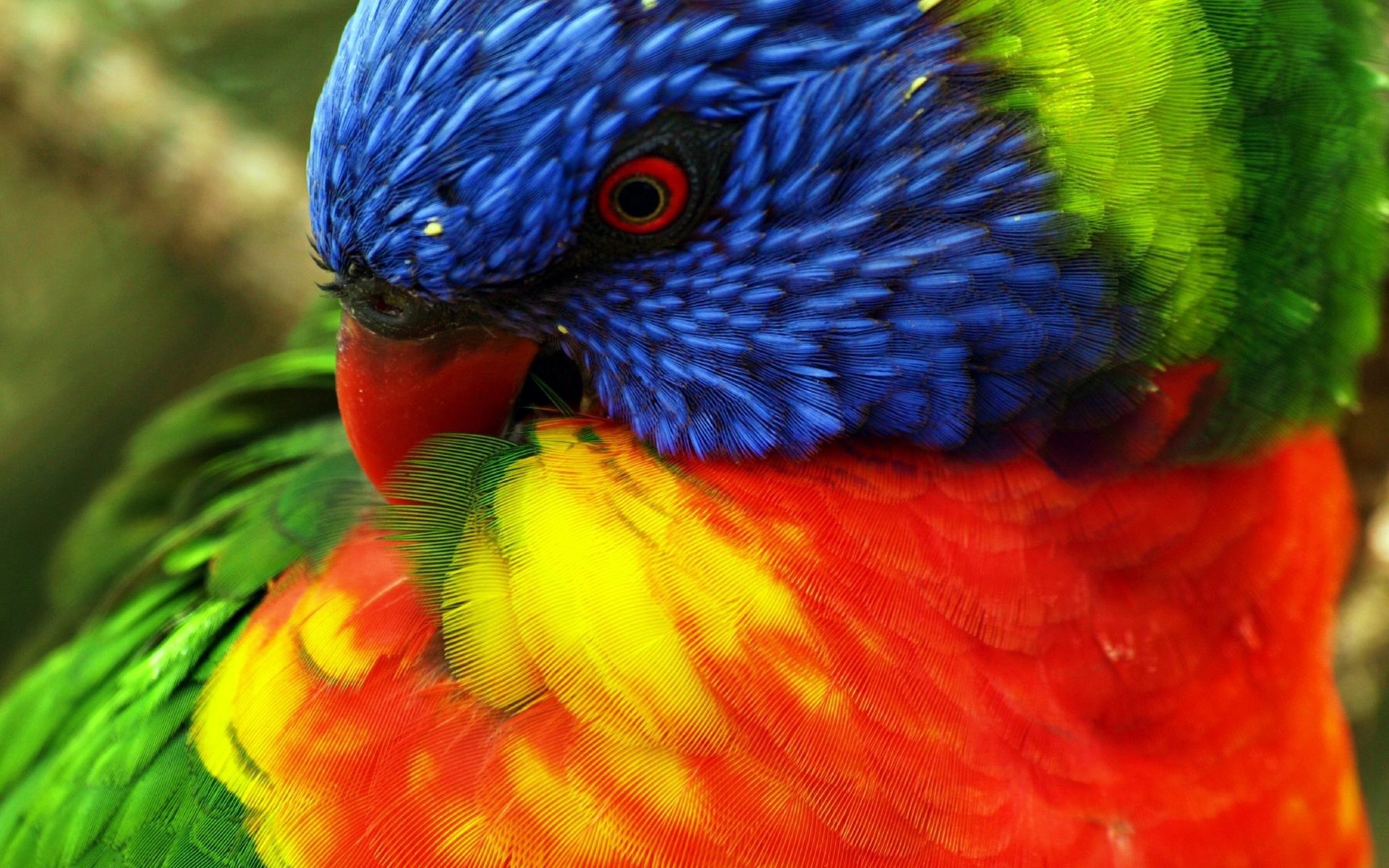 parrots, Color, Eyes, Tropical Wallpaper