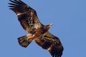 predator, Wings, Bird, Eagle, Flapping, Eagle