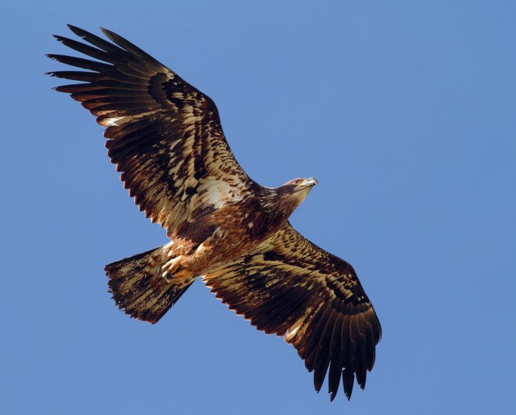 predator, Wings, Bird, Eagle, Flapping, Eagle HD Wallpaper Desktop Background