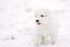 puppy, Dog, Background, Winter