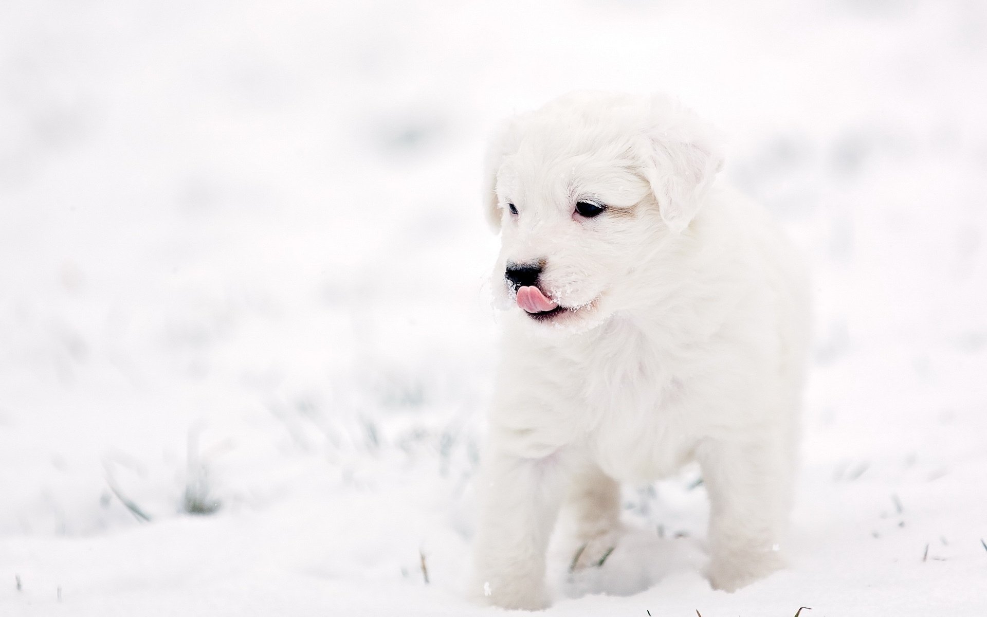 puppy, Dog, Background, Winter Wallpaper