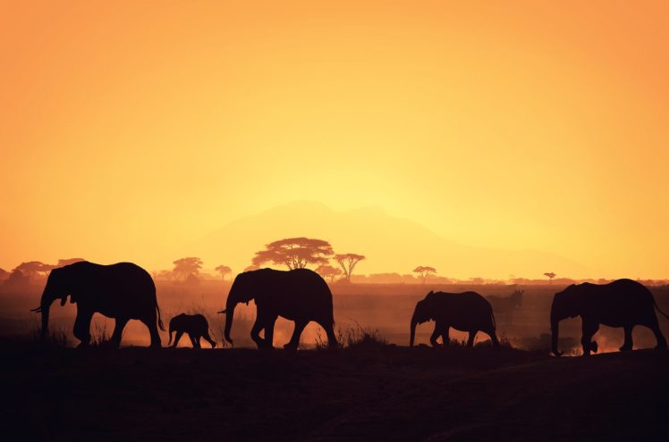 solna, Silhouette, Elephant HD Wallpaper Desktop Background