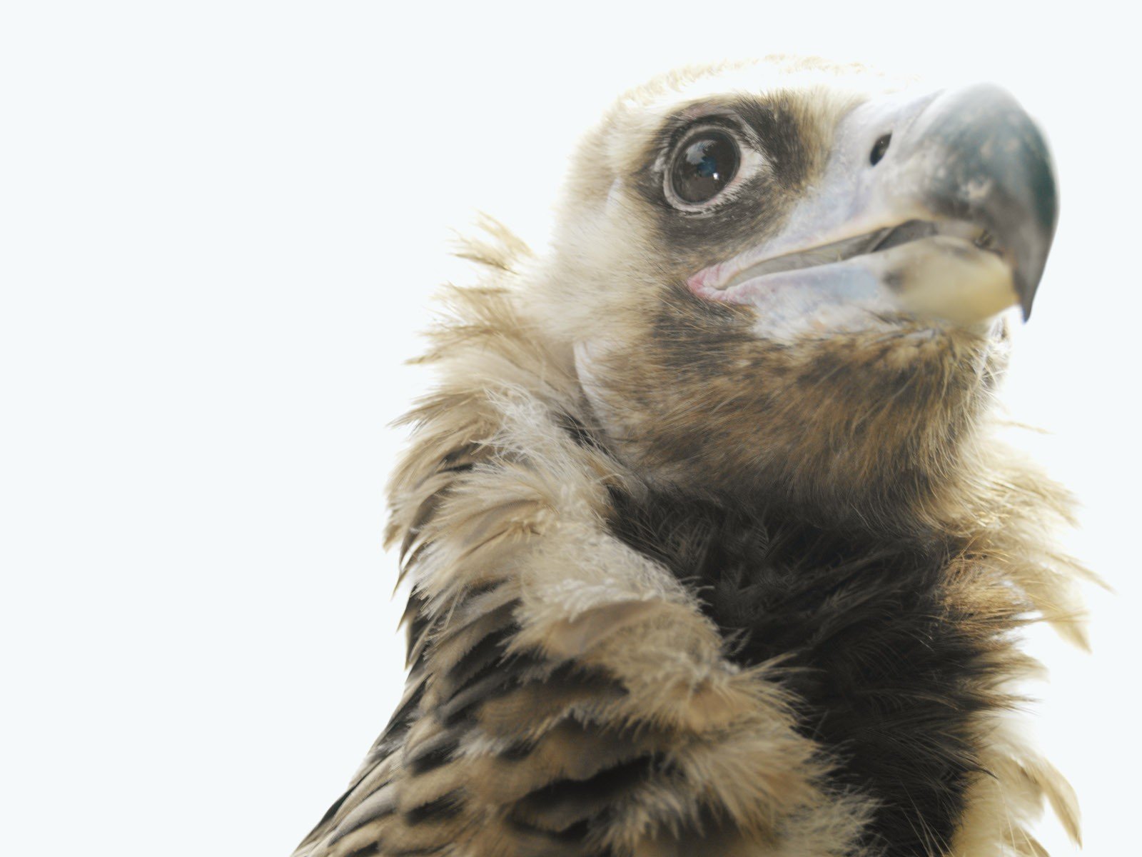 birds, Wildlife Wallpaper