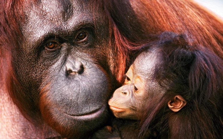 orangutans, Monkey, Babies, Cute, Love HD Wallpaper Desktop Background
