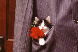 flowers, Cats, Animals, Suit, Kittens