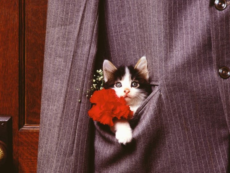 flowers, Cats, Animals, Suit, Kittens HD Wallpaper Desktop Background