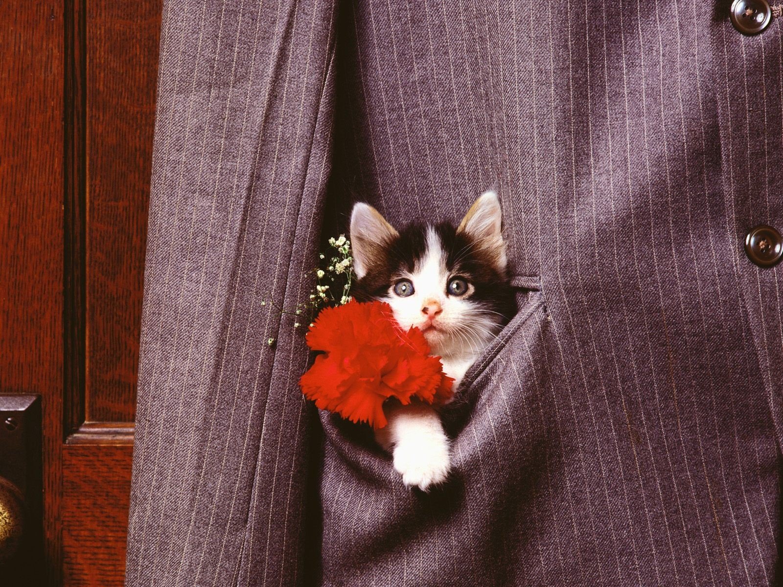 flowers, Cats, Animals, Suit, Kittens Wallpaper
