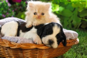 nature, Cats, Animals, Dogs, Puppies, Kittens