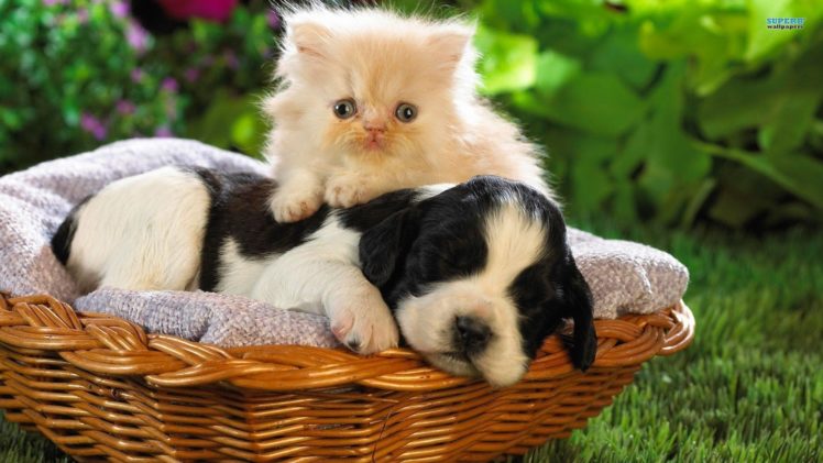 nature, Cats, Animals, Dogs, Puppies, Kittens HD Wallpaper Desktop Background