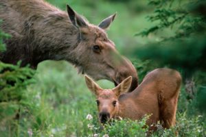 animals, Baby, Animals, Moose