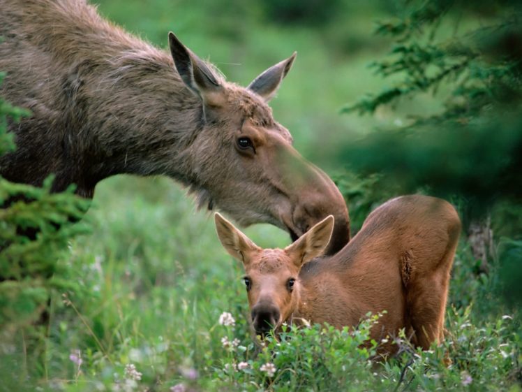 animals, Baby, Animals, Moose HD Wallpaper Desktop Background