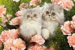 nature, Kittens, Persian, Carnations
