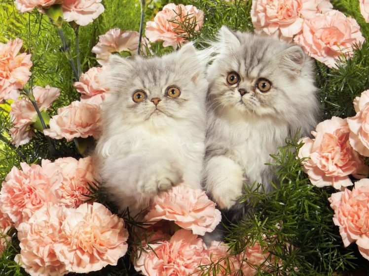 nature, Kittens, Persian, Carnations HD Wallpaper Desktop Background