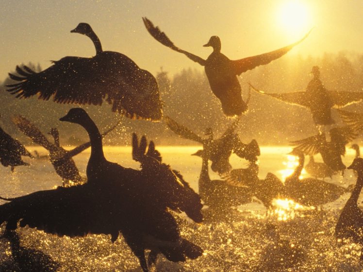 water, Sunrise, Silhouette, Canada, Geese, Birds, Canadian, Geese HD Wallpaper Desktop Background
