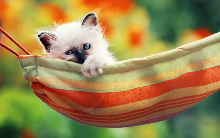 cats, Pets, Upscaled HD Wallpaper Desktop Background